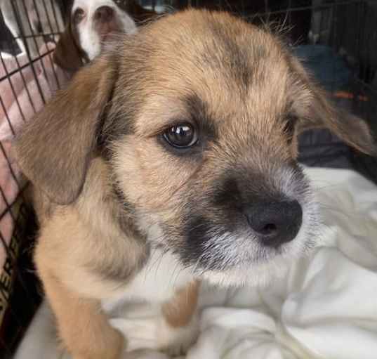 Photo of Benji (in foster)