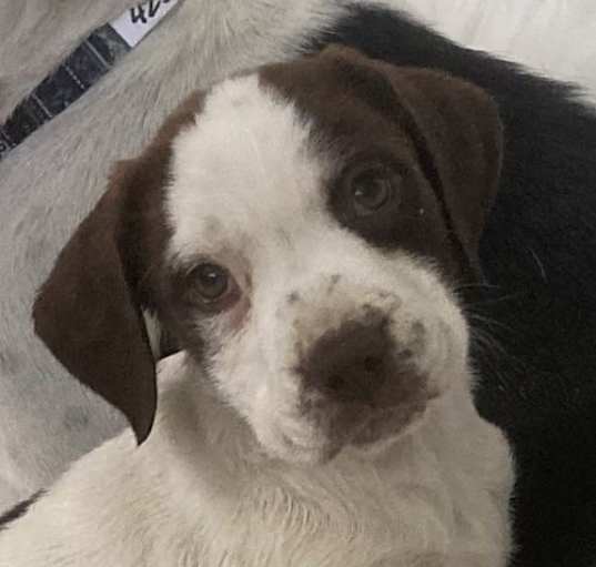 Photo of Becca(in foster)