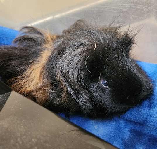 Photo of Bear