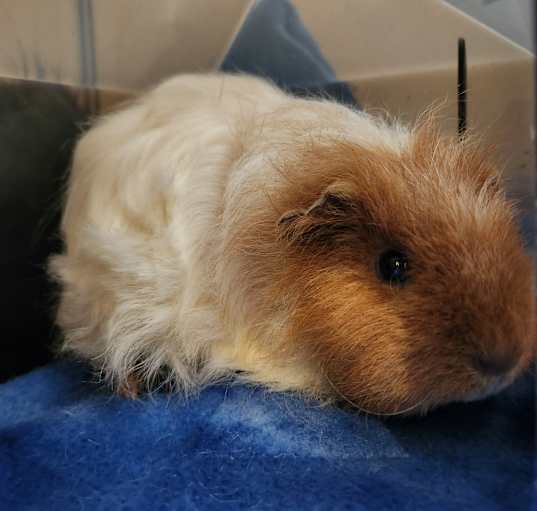 Photo of Teddy