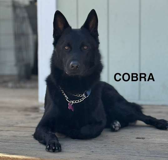 Photo of Cobra aka Coco
