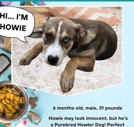 Photo of Howie