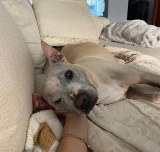 Photo of Rocco