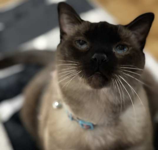 Photo of Mila