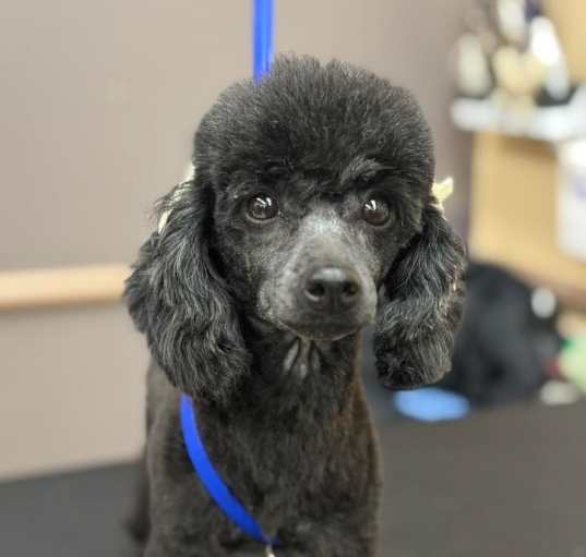 Photo of Clover 