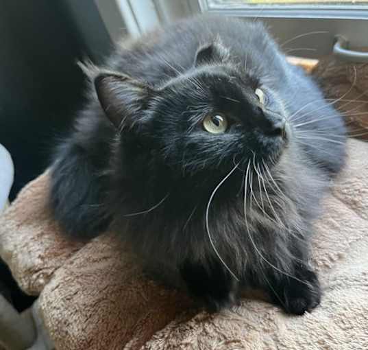 Photo of Bella Claire (so fluffy, you're gonna die)