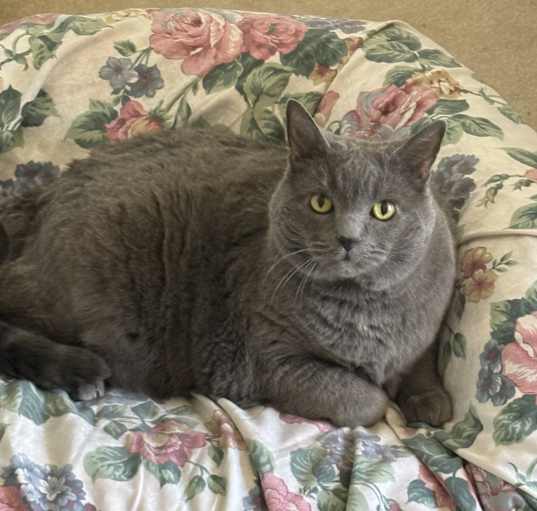 Photo of Gracie