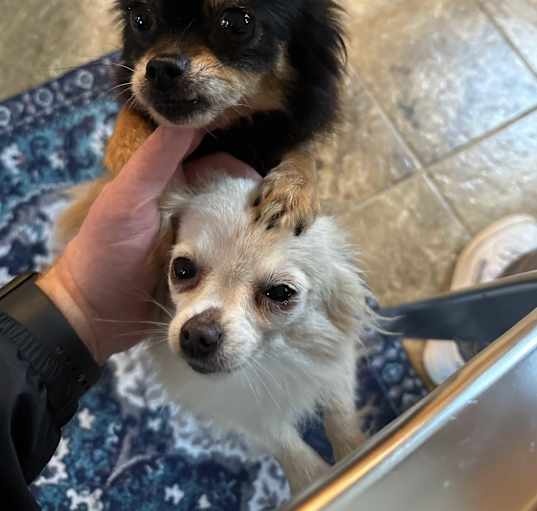 Photo of Cindy Lou and Sugar