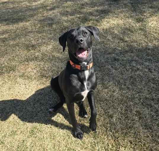 Photo of RAMBO