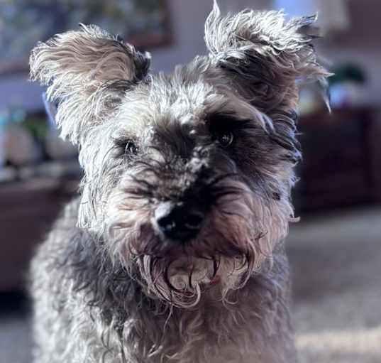 Photo of Bear