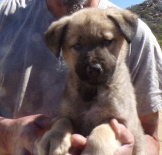 Photo of ANGEL'S PUPS B