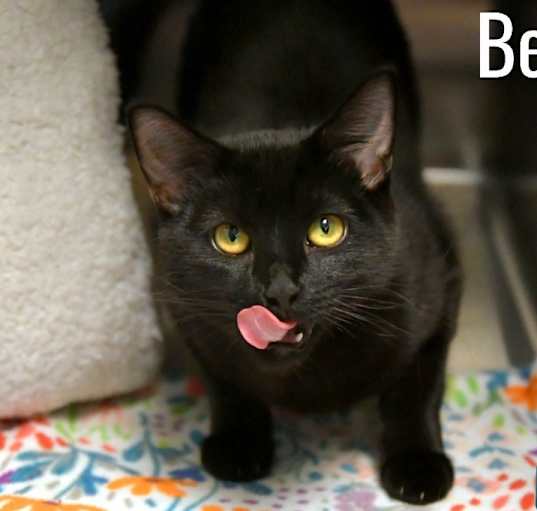 Photo of Beanie