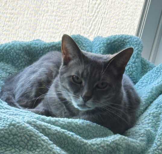 Photo of Stella