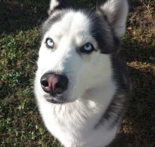Photo of Rex