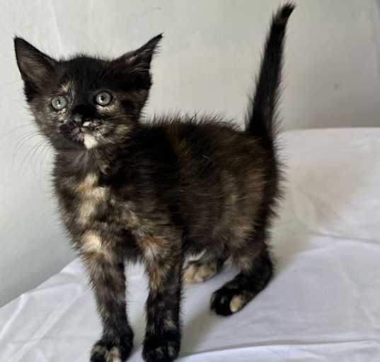 Photo of CAT GIRL