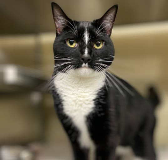 Photo of Oreo