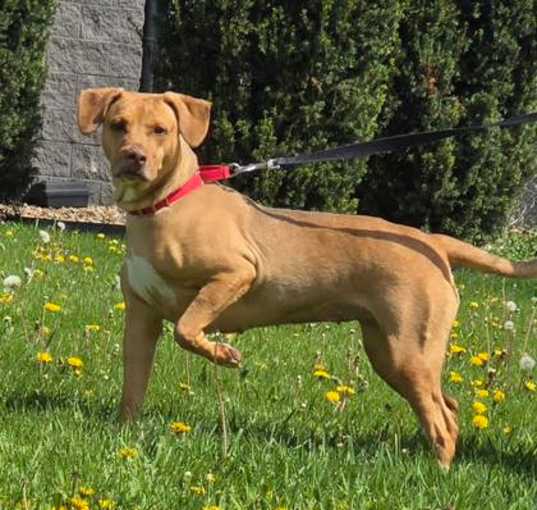 Photo of Ginger