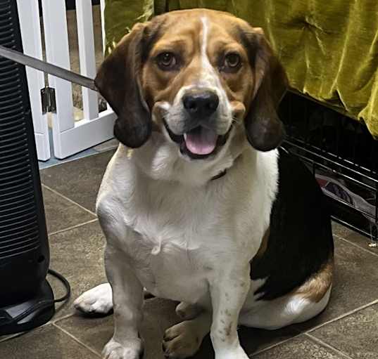 Photo of Toby