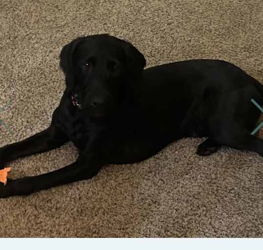 Photo of Bandit