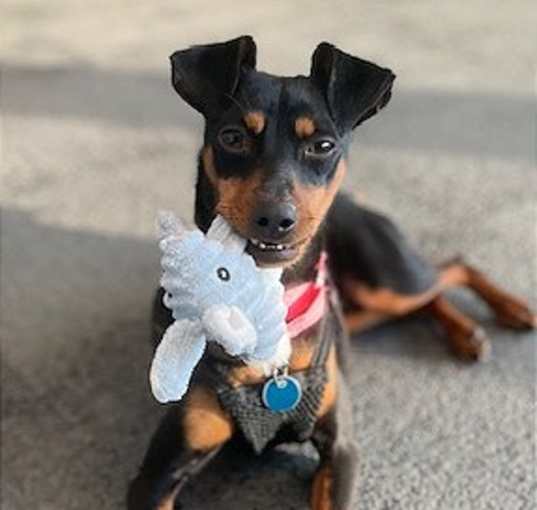 Photo of Poppy