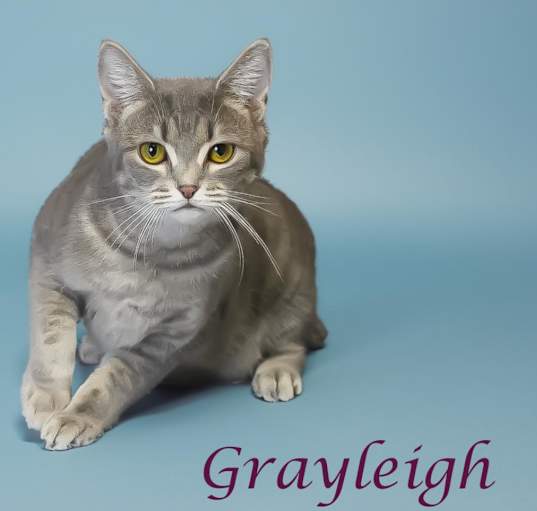 Photo of Grayleigh C24-168