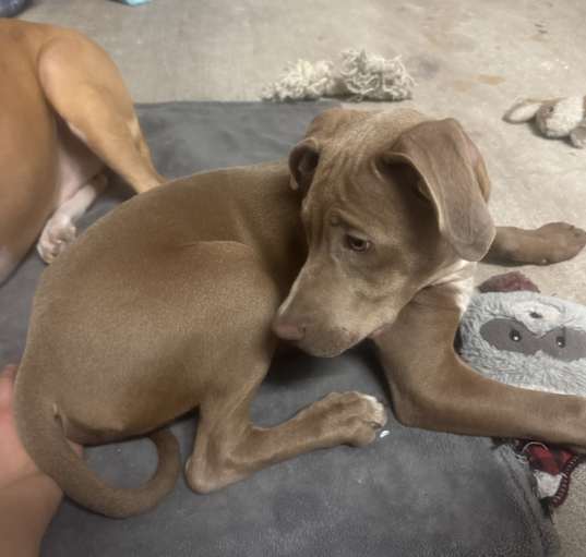 Photo of Astro