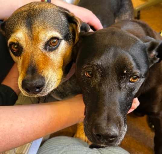 Photo of Kiera (bonded to Dexter)(in fo
