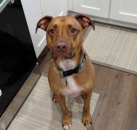 Photo of Otis