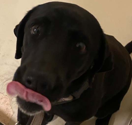 Photo of Jelly Bean