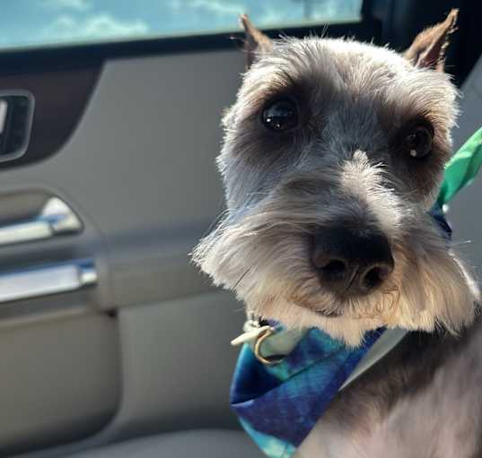 Photo of Arlo