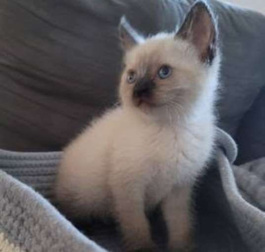 Photo of Fuzzy