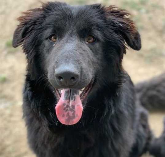 Photo of Dog