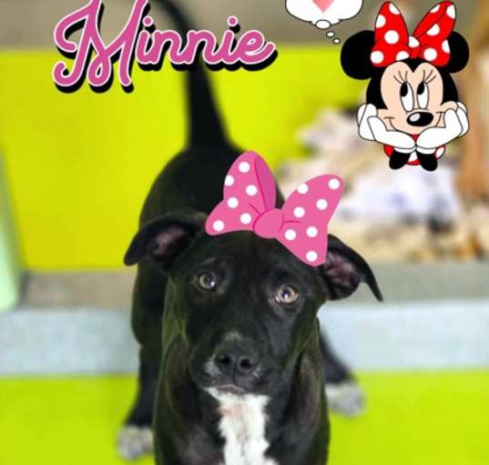Photo of Minnie