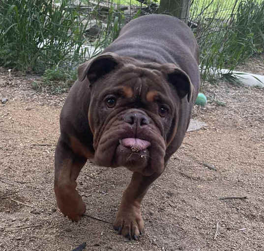 Photo of Maple