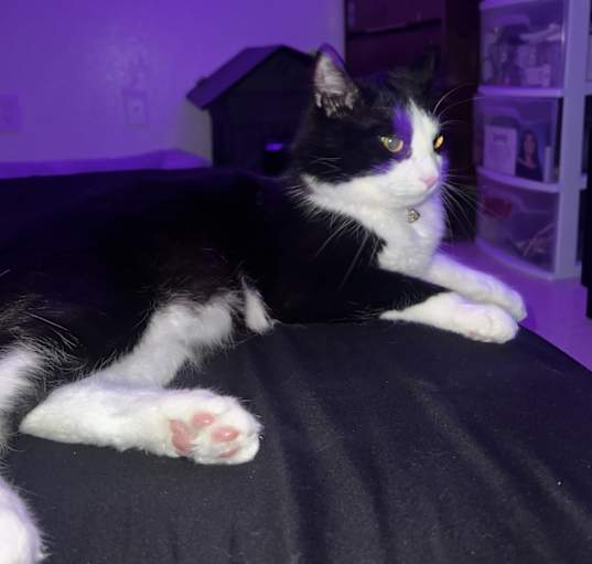 Photo of Oreo