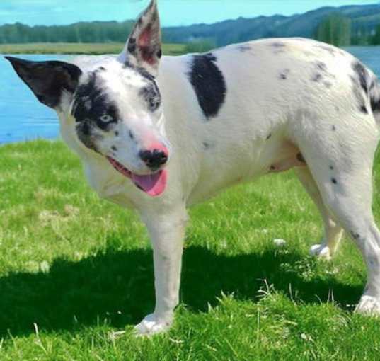 Photo of BLUE EYED LOLA