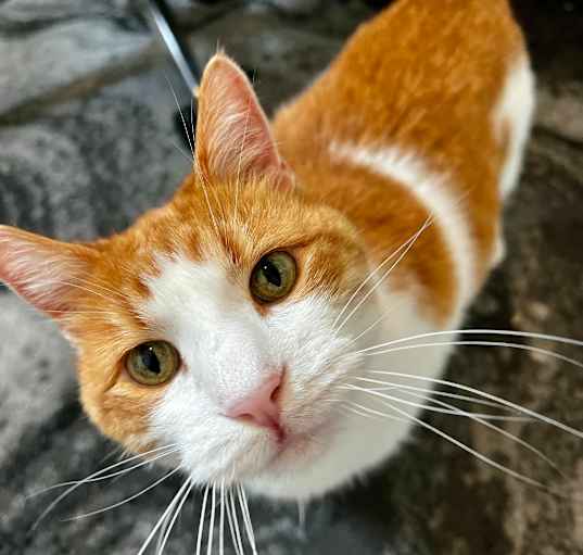Photo of Tigger