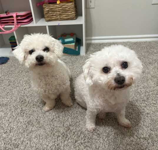 Photo of Coco