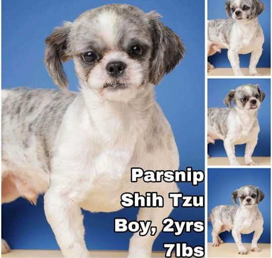 Photo of Parsnip from Korea