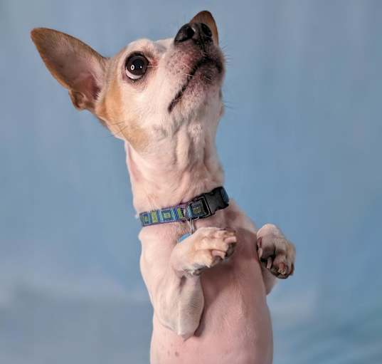 Photo of Pepper Spice Boy