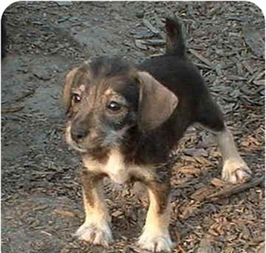 Photo of ToySchnauzers