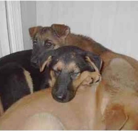 Photo of shep puppies