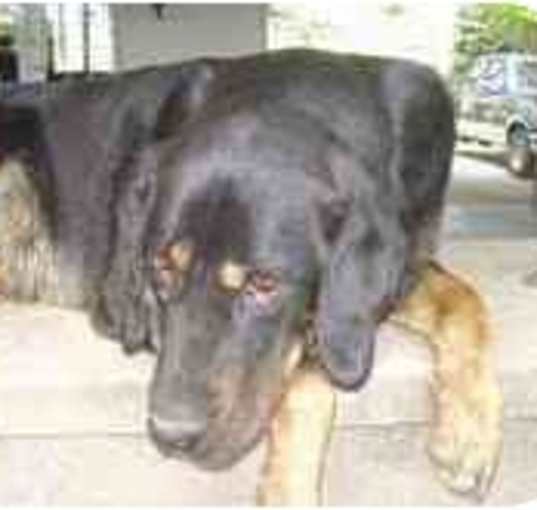 Photo of Boone