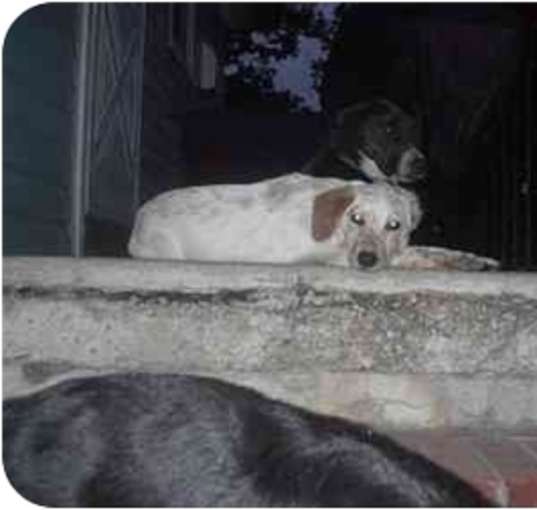 Photo of Lovebug