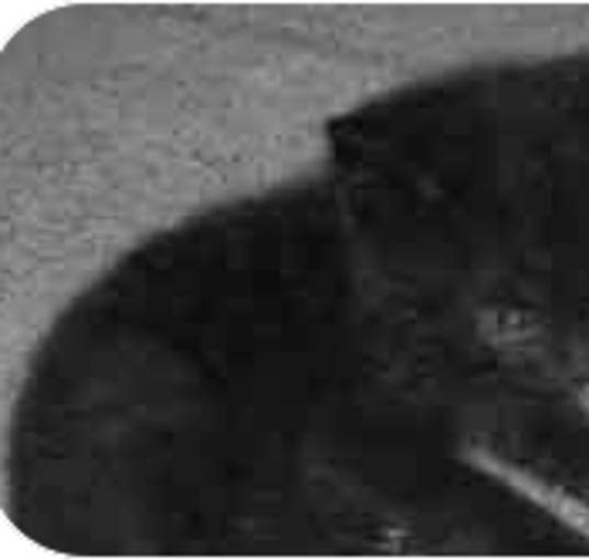 Photo of Lucy