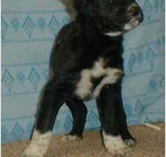 Photo of Blackest gentle puppy