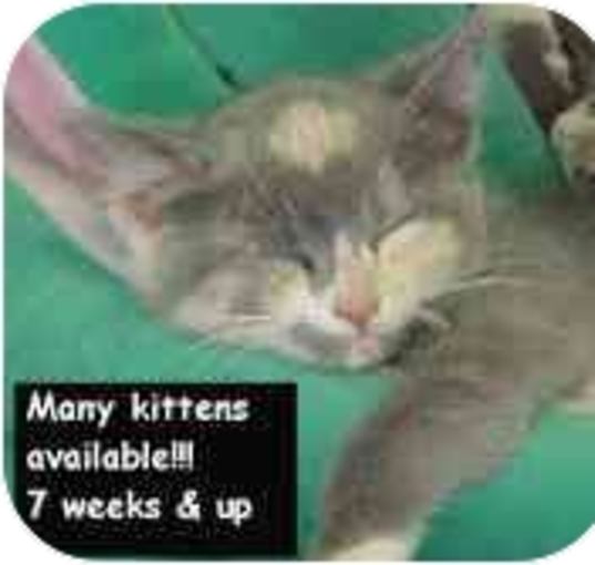 Photo of KITTENS!!