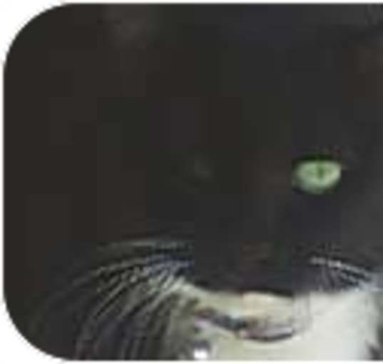 Photo of Sweetheart AKA: Hissy-Fitt