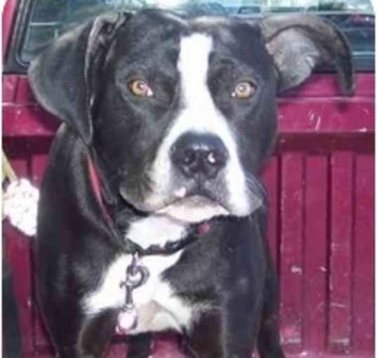Photo of Kona