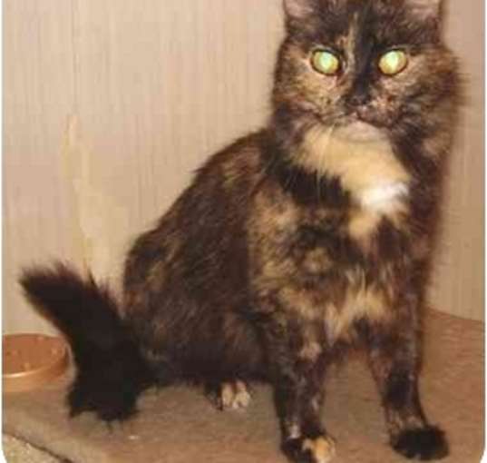 Photo of MammaMia